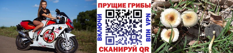 купить   Реж  Псилоцибиновые грибы Magic Shrooms 